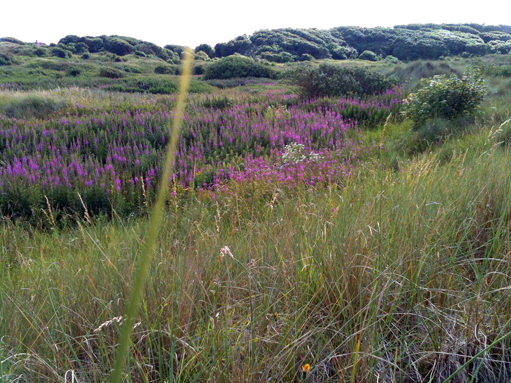 Rolling hillside covered in pink flowers